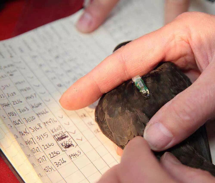 光敏定位仪净重仅0.65克。中国观鸟会志愿者 张为民 摄