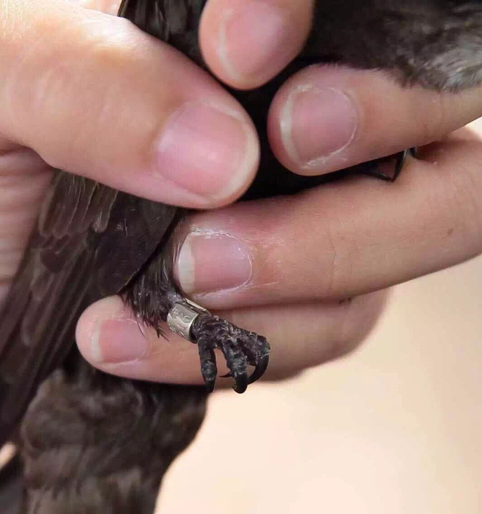 戴着金属脚环的北京雨燕。中国观鸟会志愿者 张为民 摄