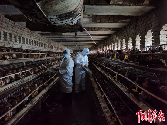 1月22日，刘家佐村，两名临时饲养员在喂鸡。&nbsp;中青报·中青网记者&nbsp;耿学清/摄