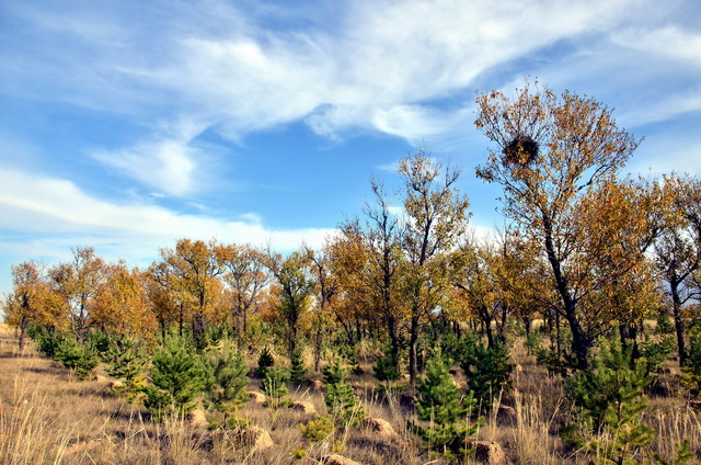 山西九梁洼林场退化林分改造现场。摄影/章轲