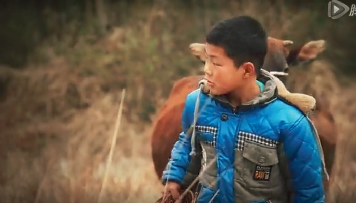 “放牛娃”吴伟平 图据视频截图