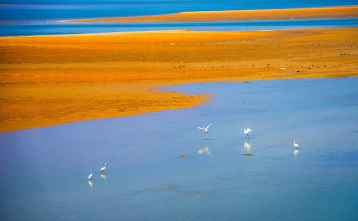 △九洲江江滩上，鹭鸟戏水。陈瀚 摄