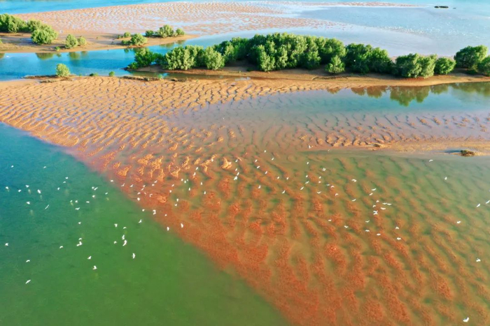 △九洲江边，鹭鸟群飞。郭龙碧 摄