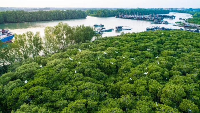 △通明河畔的树林是鸟儿的生态乐园。彭镇强 摄