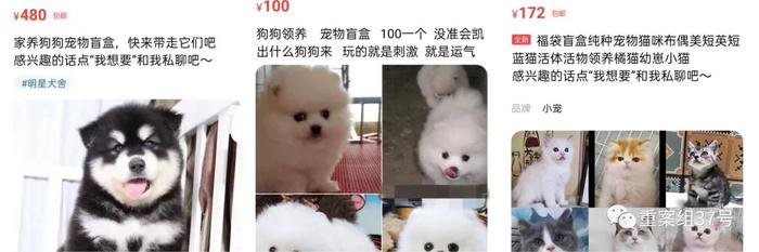▲线上交易平台上的活体动物盲盒宣传图。网页截图