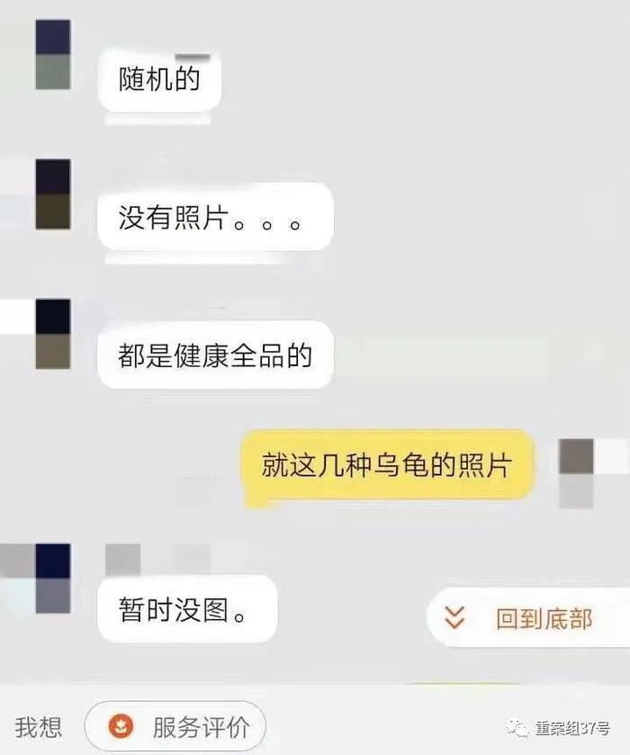 ▲一售卖活体乌龟盲盒的卖家无法提供乌龟盲盒的系列展示图片。网页截图
