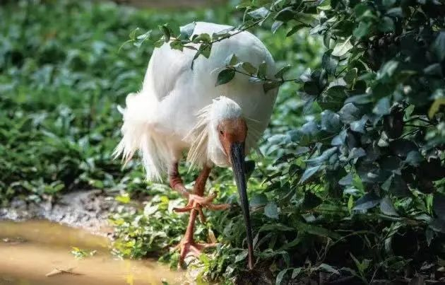 ▲朱鹮，长隆飞鸟乐园。（《逛动物园是件正经事》插图）
