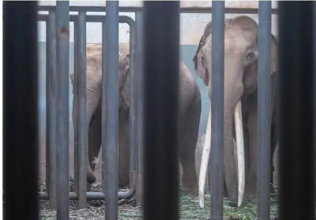 ▲大象糯柘和它的长牙。（《逛动物园是件正经事》插图）