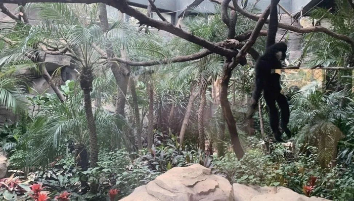 ▲红山森林动物园里长臂猿的丛林