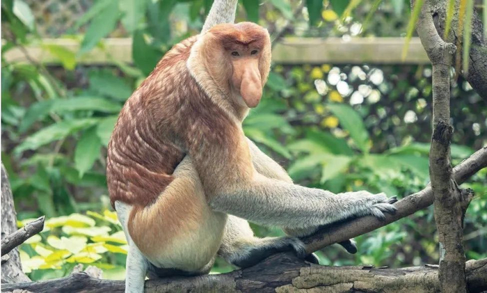 ▲雄性长鼻猴，长隆野生动物世界。（《逛动物园是件正经事》插图）