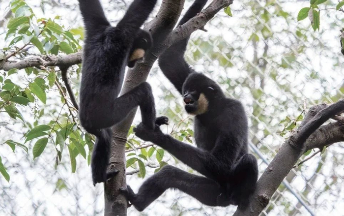 ▲白颊长臂猿，福州动物园。（《逛动物园是件正经事》插图）