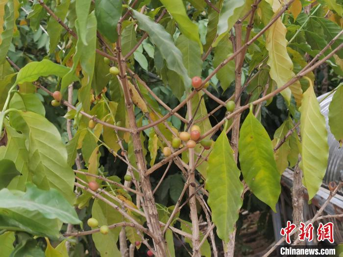 图为咖啡鲜果 黄秋艳 摄