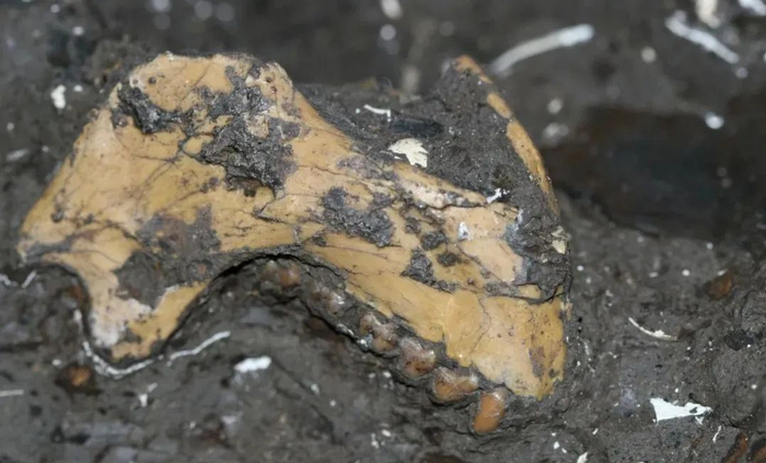 水塘坝灵长类下颌骨出土  王溢 摄