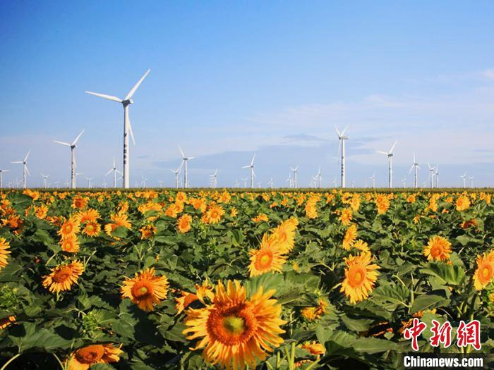     白城风力发电一景。（资料图）　潘晟昱　摄