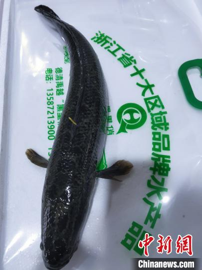    禹越镇“芯片鱼” 禹越镇提供