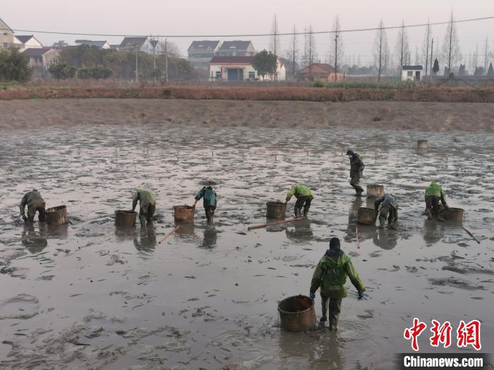 养殖户在鱼塘捞鱼禹越镇提供