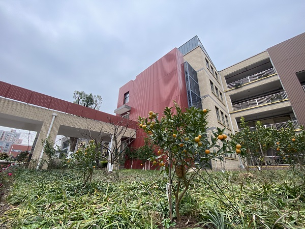 图说：金水苑中学学生种植的果树