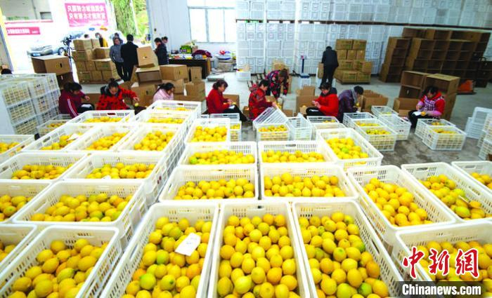     图为村民正在打包销往广州的柠檬。　冉孟军　摄