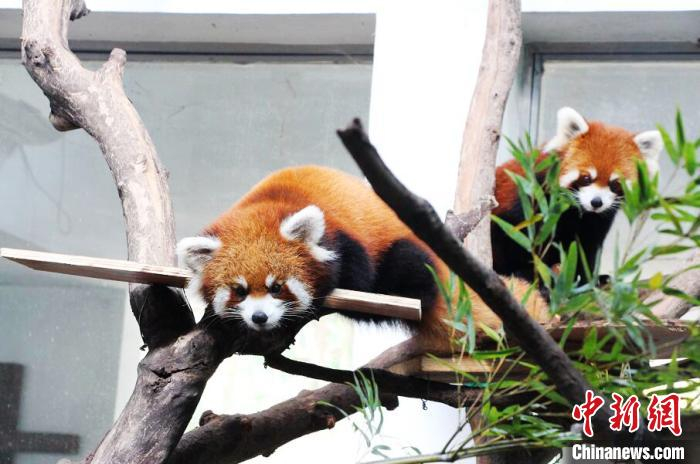 武汉动物园动物进行噪音脱敏训练 王圣凯 摄