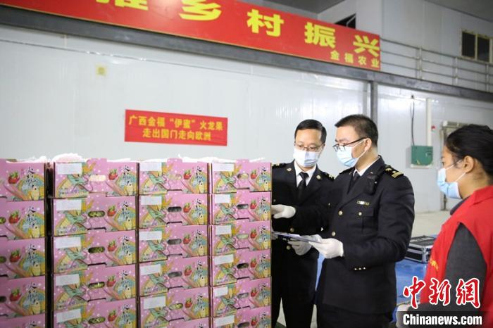 图为海关关员对出口火龙果进行查验 邕州海关供图