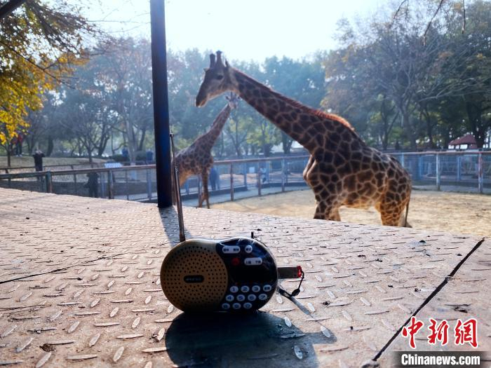 武汉动物园动物进行噪音脱敏训练 王圣凯 摄
