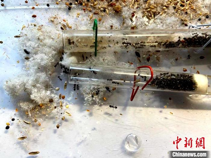 多数蚂蚁密密麻麻地拥挤在虚拟巢穴的一个角落中，只有少数蚂蚁会外出活动。　孙婷婷 摄