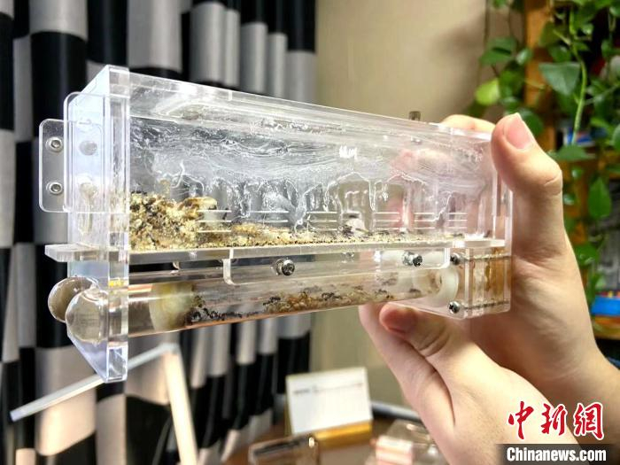 通过虚拟巢穴，可以清晰的观察到，蚂蚁吃完谷物之后，会将谷壳全部扔出巢穴，保持巢穴干净整洁。　孙婷婷 摄