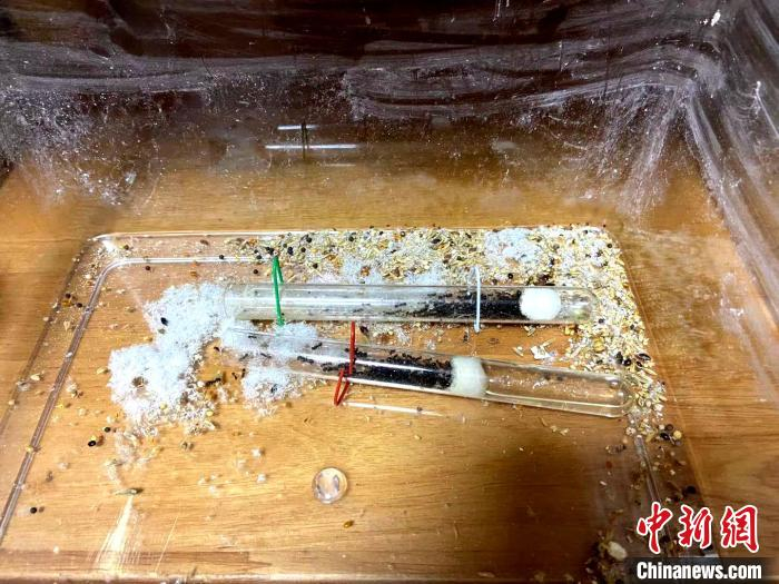 多数蚂蚁密密麻麻地拥挤在虚拟巢穴的一个角落中，只有少数蚂蚁会外出活动。　孙婷婷 摄