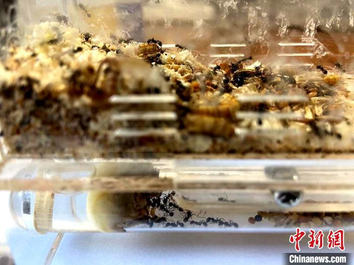 多数蚂蚁密密麻麻地拥挤在虚拟巢穴的一个角落中，只有少数蚂蚁会外出活动。　孙婷婷 摄