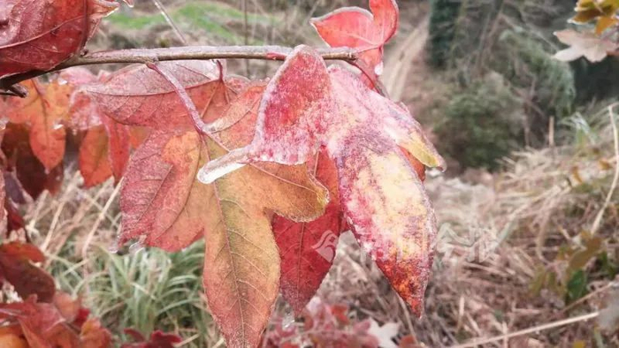 融安县大坡乡福上村拉虫屯冰雪景观。蒋仕德摄