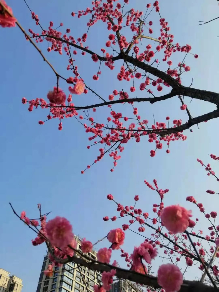 重庆连日晴好天气  罗嘉 摄