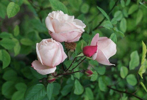 ▲光辉，由阿尔文蔷薇杂交而来。