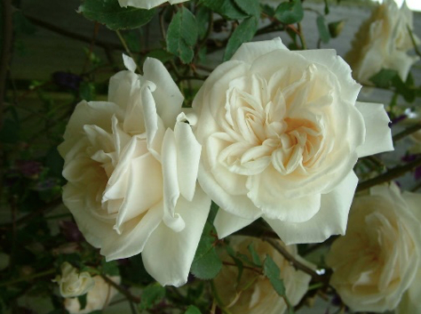 ▲德文郡玫瑰，也属于杂种香水月季的一类。而且是由帕氏黄花香水月季和史密斯中国香水月季两种月季杂交而来的“玫瑰”。但是，这两个亲本月季已经绝种。