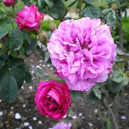 ▲日本苔藓玫瑰