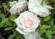 ▲布拉维夫人，形态高雅，在世界范围内都很受欢迎的一种玫瑰。其分类依然属于“杂种香水月季”。