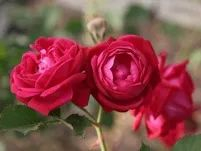 ▲施氏猩红月季