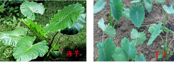 海芋叶子深绿，芋头叶子相对浅绿、带淡白色；从根茎上看，前者较粗大，尤其是地上茎粗壮，后者比较短。均为湖南省疾控中心供图