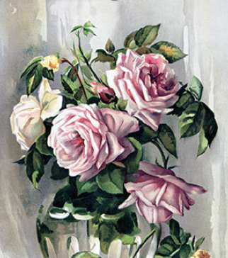 ▲此图就是历史上第一个杂种香水月季，“大法兰西”（La France）。形态已经有些近似我们今天送给对方的“玫瑰”。目前其亲本已绝种。