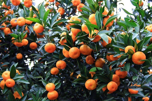 图片来源：中国蜜桔产业网