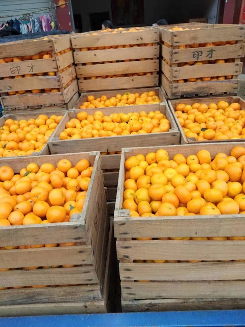 图片来源：南丰蜜桔农户提供