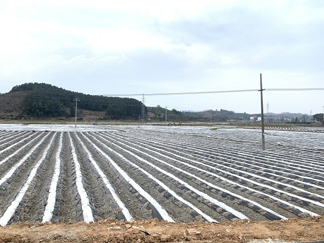 南丰县某乡镇种植的烟叶 黄琼/摄