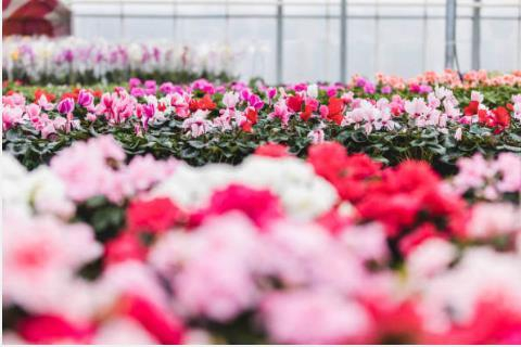 图：今年春节恰逢情人节，鲜花销售火热&nbsp; 图源：消费日报&nbsp;