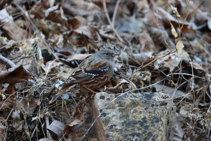 ▲领岩鹨，高晓奇于密云区石城镇拍摄。受访者供图