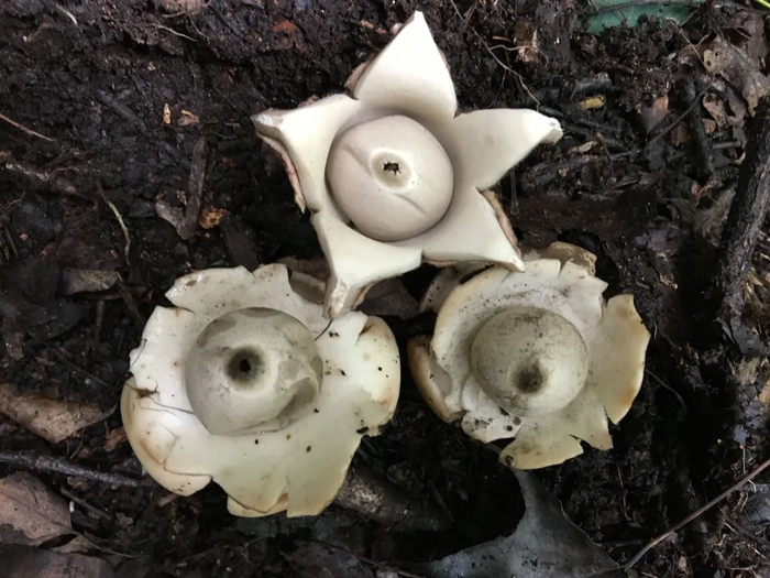 ▲刘冬梅拍摄的地星属。受访者供图