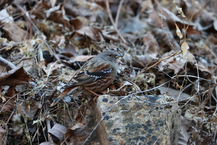 领岩鹨，高晓奇于密云区石城镇拍摄。受访者供图