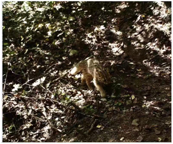 ▲2017至2018年，李春旺在延庆拍摄到豹猫。受访者供图