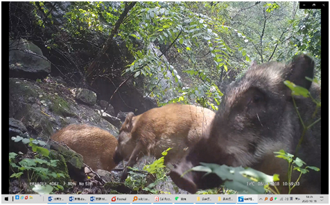 ▲2017至2018年，李春旺在延庆拍摄到野猪。受访者供图