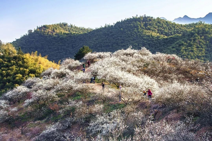 太平洋摄影网@薄雾听荷/摄