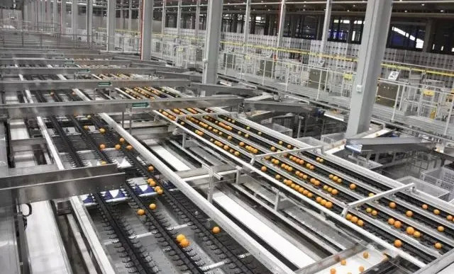 农夫山泉的智能化脐橙分选产线