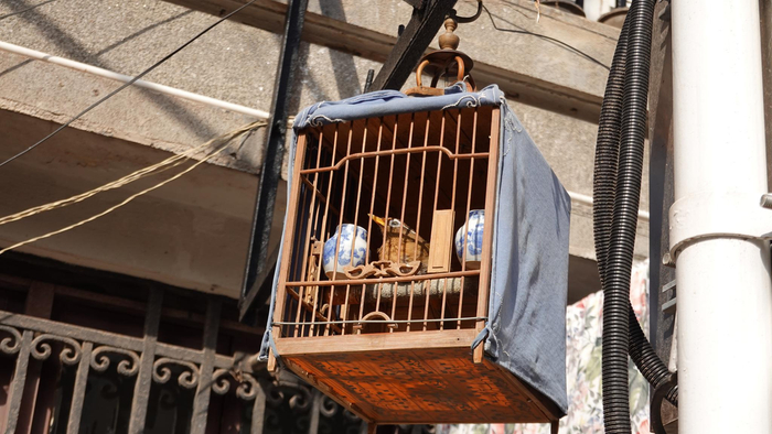 邻街昆山花园路上老洋房门口的画眉鸟。董怿翎图